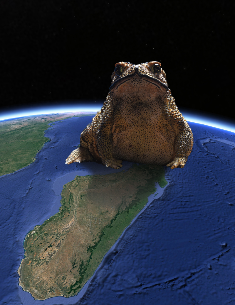 Duttaphrynus melanostictus overshadowing the map of Madagascar